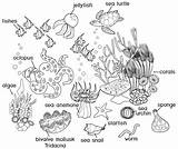 Titoli Coloritura Ecosistema Corallina Marini sketch template