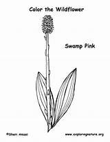 Swamp Pink Coloring sketch template