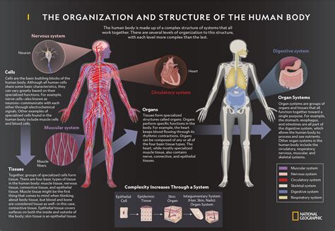 organization  structure   human body