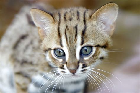 uk wildlife park welcomes  tiny members   worlds smallest cat breed rusty spotted