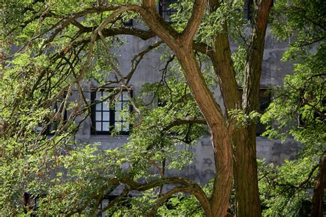 tree   window  photo  freeimages