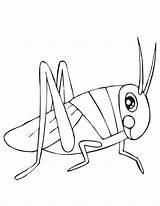 Coloring Kids Grasshopper Pages Grasshoppers Printable Drawing sketch template