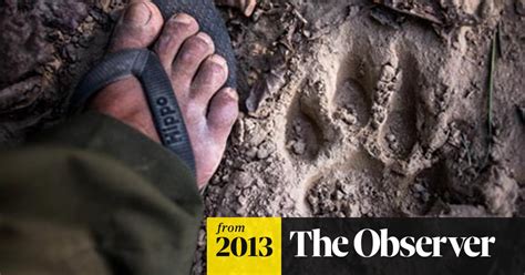 in the himalayas nepali villagers hunt down poachers to help save the tiger environment the
