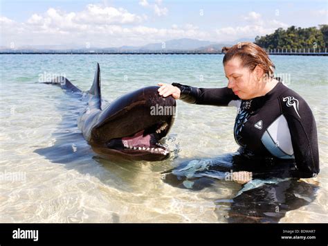 woman stroking false killer whale pseudorca crassidens shallow water