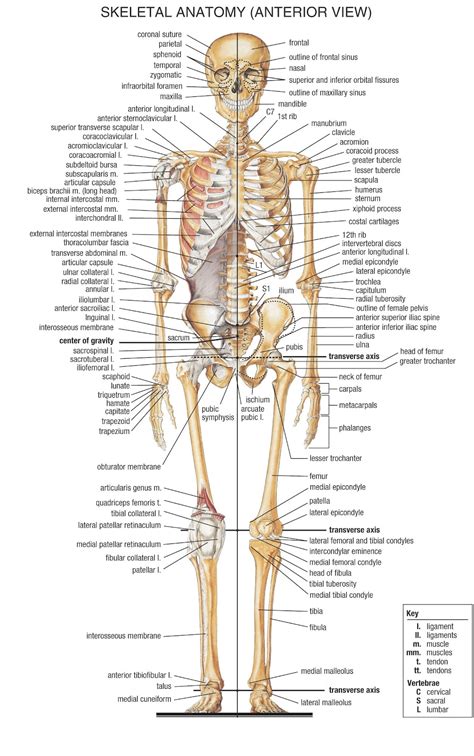 human skeleton drsmaurmedicine