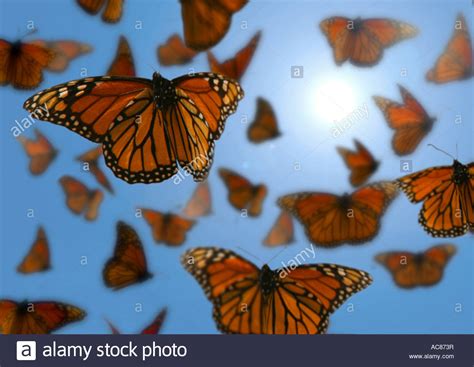 monarch butterfly danaus plexippus swarm in flight