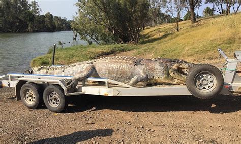 sciency thoughts giant saltwater crocodile shot  queensland
