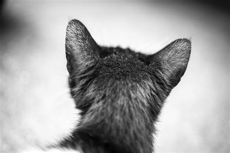 cat ears  georgesbogaert dpchallenge