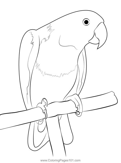 eclectus parrot coloring page  kids  parrots printable