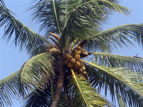 images branch fruit palm tree food produce botany coconut