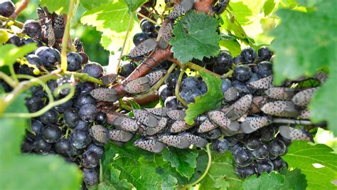 spotted lanternfly   increasing threat  grape growers