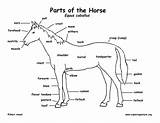 Anatomy Horses Morgan Camp sketch template