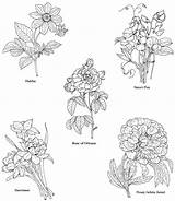 Flowers Coloring Flower Dover Dahlia Sweet Printables Books Visit Template Publications Pea Drawing sketch template