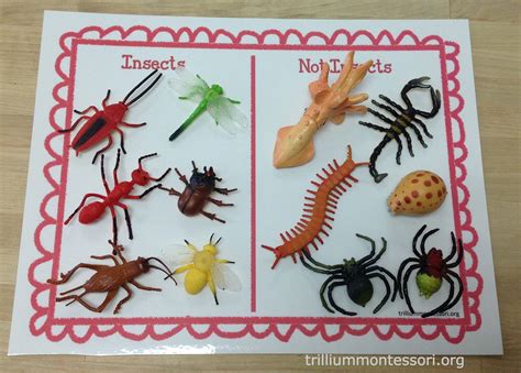 learning  bugs montessori inspiration  home