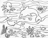 Animals Coloring Aquatic Pages Realistic Coloringbay sketch template