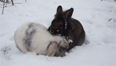 how can i make sure my rabbit isn t too cold or too hot