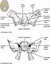 Bone Sphenoid Skull Anatomy Ethmoid Superior Posterior Orbital Fissure Views Foramen Optic Pages Canal Lateral Rotundum Figure Single Physiology Nerves sketch template