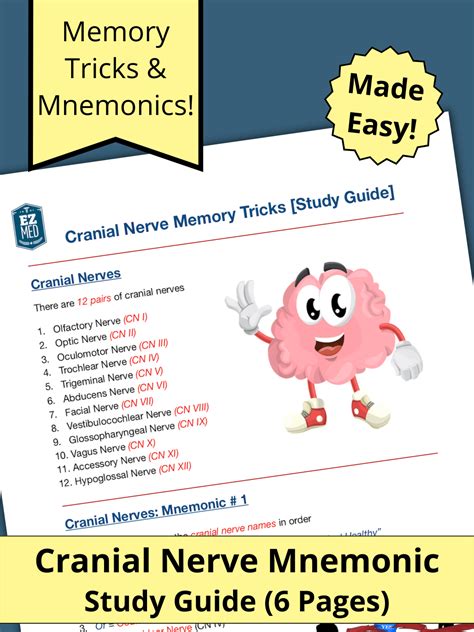 cranial nerves mnemonic function labeled names in order definition