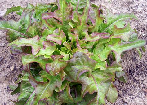 bronze arrow looseleaf lettuce