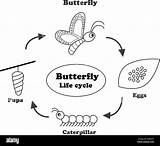 Ciclo Mariposa Vida Outline Papillon Contours Sauver sketch template