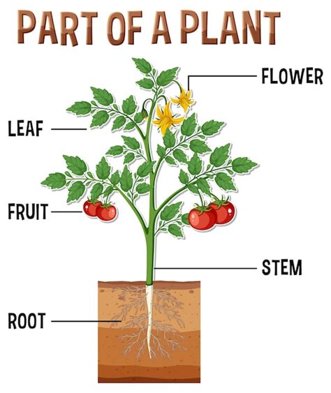 premium vector diagram showing parts   plant
