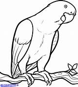 Parrot Coloring Pages Drawing Birds Easy Drawings Parrots Color Kids Clipart Draw Bird Fish Printable Below Simple Getdrawings Children Looking sketch template