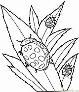 Coloring Pages Insect Print Color Kids sketch template