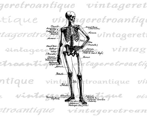 human skeleton diagram digital printable skeleton image etsy