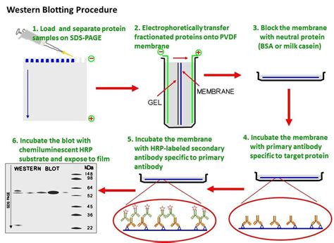 western blot technique principle steps  microbe