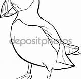 Puffin Coloring Pages Puffins Getcolorings Printable Getdrawings sketch template