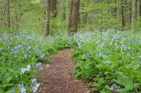 walk  beautiful pennsylvania wild flower trail  bowmans hill