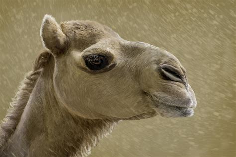 camel digital art  manuel lopez fine art america