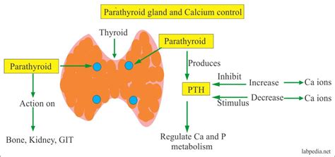 Parathyroid Hormone Pth