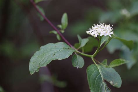 gardening  red twig dogwood gardenista