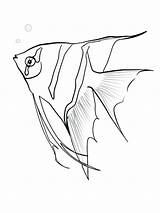 Fish Angel Coloring Angelfish Sketch Pages Drawing Fishing Printable Color Lure Getdrawings Getcolorings Print Coloringbay Recommended sketch template