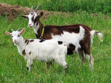goat colors markings patterns  pictures pet keen