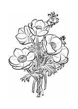 Poppies Kwiaty Kolorowanki Druku Kolorowanka Ausmalbilder Poppy Mak Flores Mohn Dzieci Mohnblumen Erwachsene Blumen Drawing sketch template