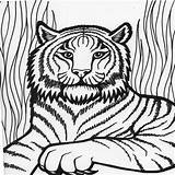 Tiger Coloring Head Getcolorings Getdrawings Color sketch template