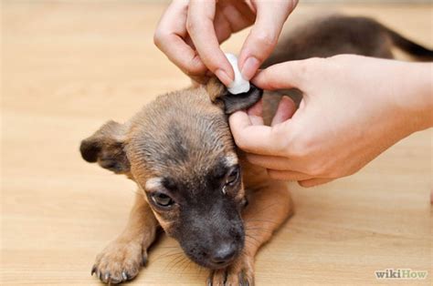 clean dog ears   hydrogen peroxide