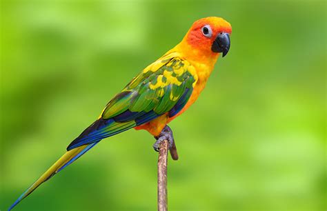 conures facts list  types care  pets singing wings aviarycom