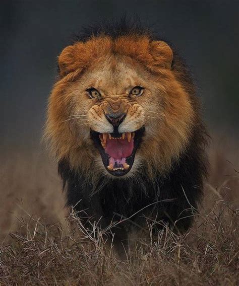 cette photo a été prise juste avant l attaque d un lion sur le photographe cocktail