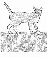 Colorat Pisica Cats Planse Desene Pisici Mau Gatti Kolorowanki Colorear Kot Egipski Egiziano Katzen Egyptian Colorkid Coon Animale Gatto Gato sketch template