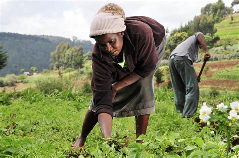 filewoman farmer  kenyajpg wikimedia commons
