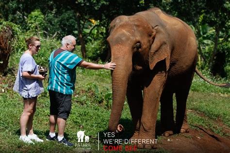 Patara Elephant Farm Private Tours Chiang Mai All You Need To