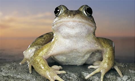 specieswatch common frog environment  guardian