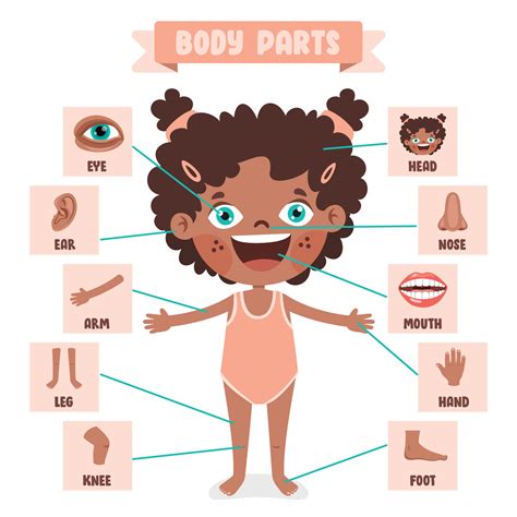 Cartoon Drawing Of Human Body Parts 13539520 Vector Art At Vecteezy