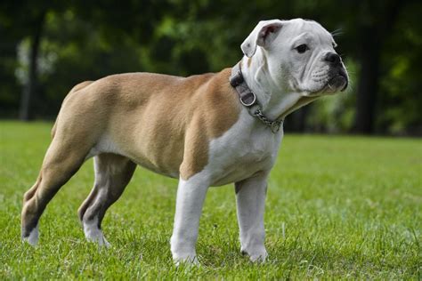 cool unique big bulldog namespuppies taller dog