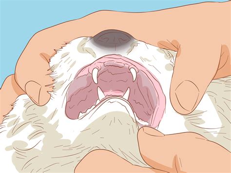 diagnose  treat mouth ulcers  cats  steps wiki