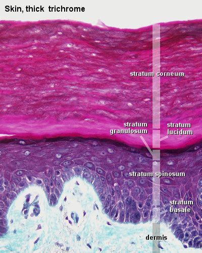 layers   epidermis  stratum corneum  stratum lucidum