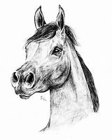 Colorare Disegni Cavallo Arabo Matita sketch template